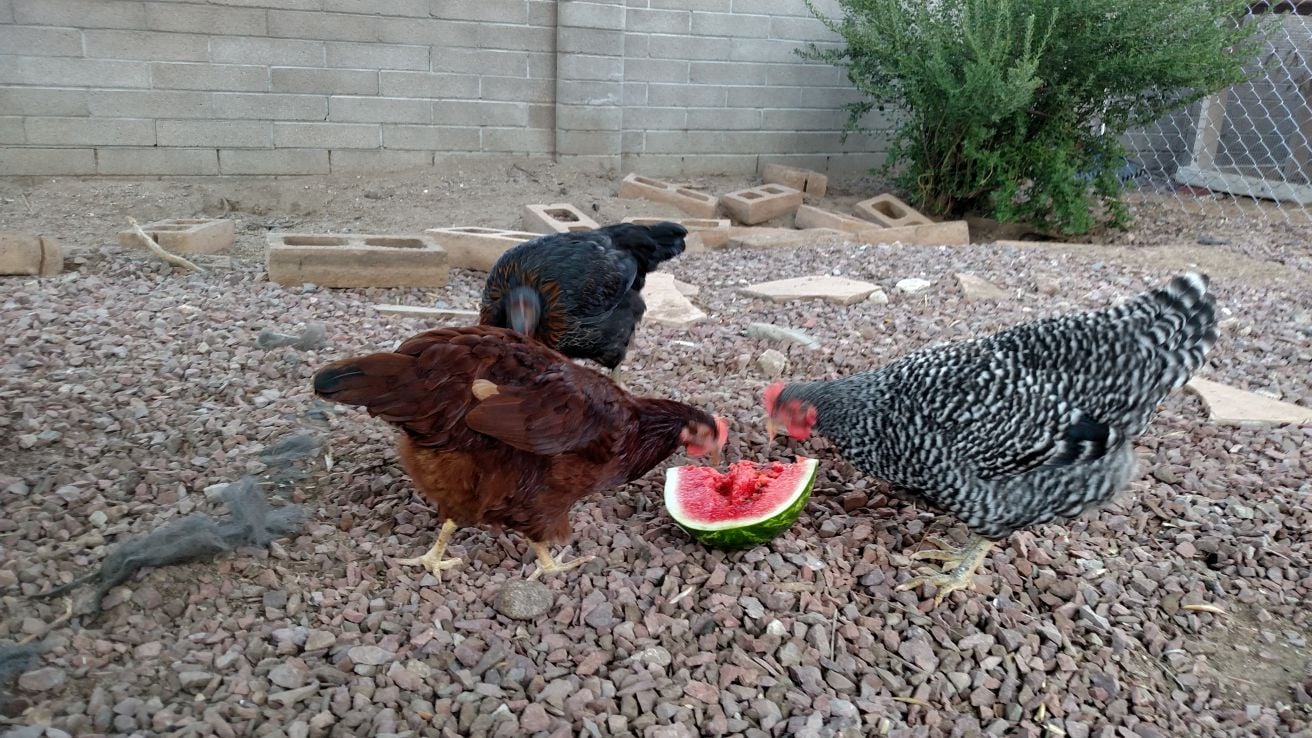 Readers show their chickens